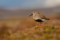 Jespak obecny - Calidris alpina - Dunlin 8029